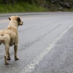 Cachorra desapareceu após ser recolhida por funcionário da empresa, que informou encaminhamento ao órgão público, mas destino nunca foi esclarecido.