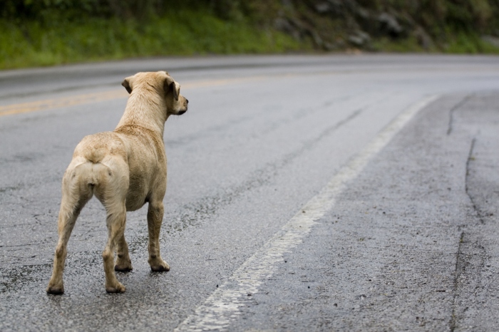 Cachorra desapareceu após ser recolhida por funcionário da empresa, que informou encaminhamento ao órgão público, mas destino nunca foi esclarecido.